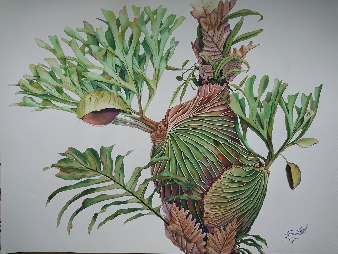 Ridleyi Watercolor.png